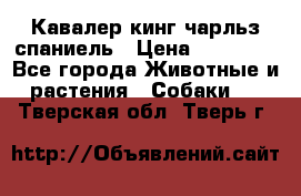 Кавалер кинг чарльз спаниель › Цена ­ 40 000 - Все города Животные и растения » Собаки   . Тверская обл.,Тверь г.